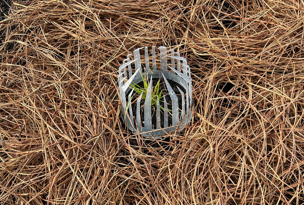 Seed Crowns® Plant Support Protection | Deters Squirrels from digging up seeds Pack (10, 25, 50)