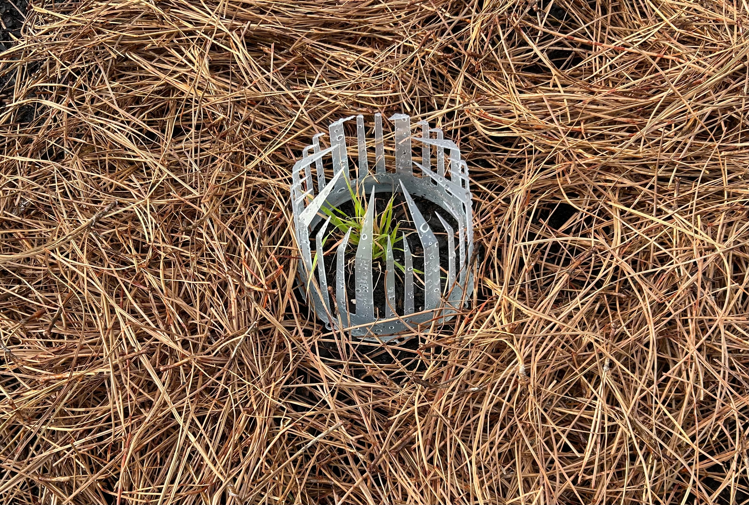 Seed Crowns® Plant Support Protection | Deters Squirrels from digging up seeds Pack (10, 25, 50)