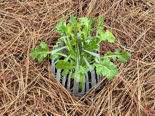 Seed Crowns® Plant Support Protection | Deters Squirrels from digging up seeds Pack (10, 25, 50)