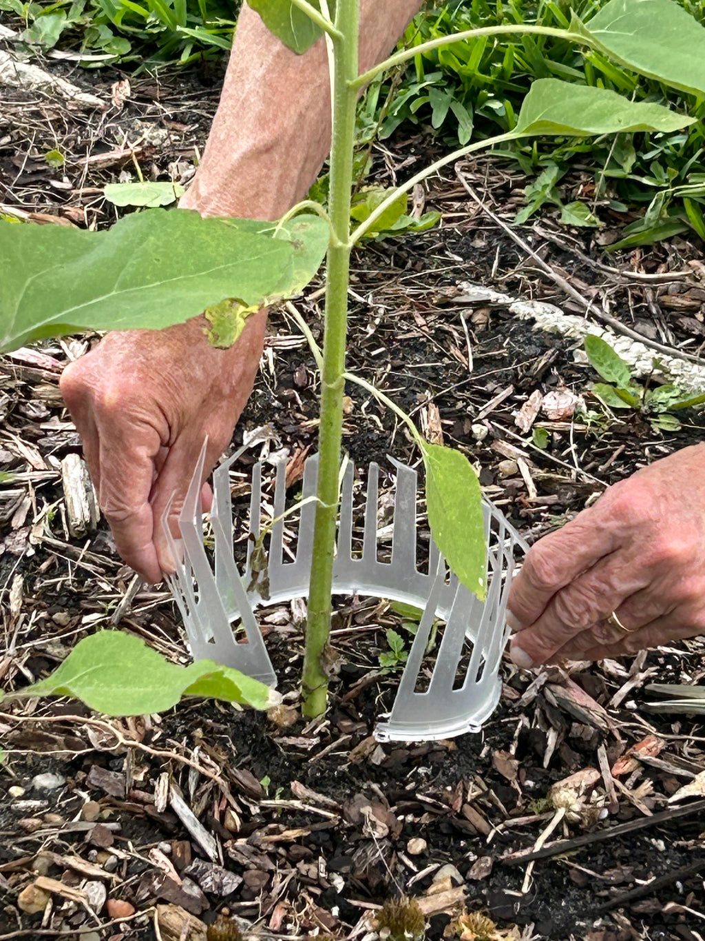 Seed Crowns® Plant Support Protection | Deters Squirrels from digging up seeds Pack (10, 25, 50)